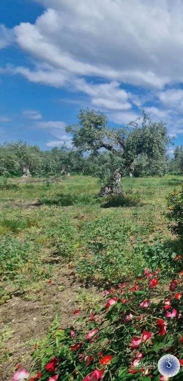 (For Sale) Land Agricultural Land  || Fthiotida/Atalanti - 21.000 Sq.m, 150.000€ 